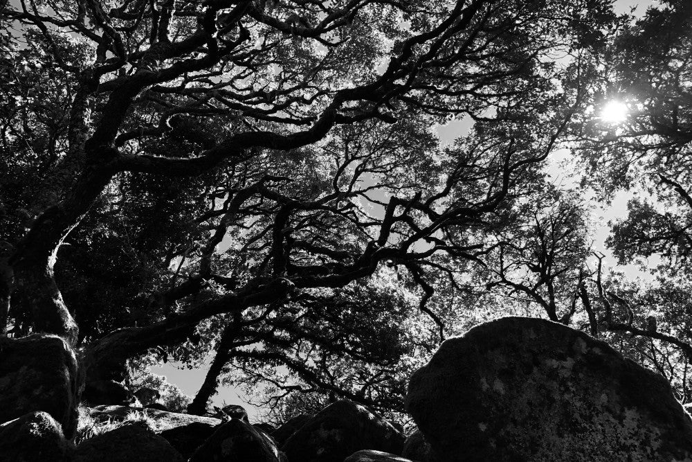 Tanner Bates Devon Diaries:  All Hallows Eve